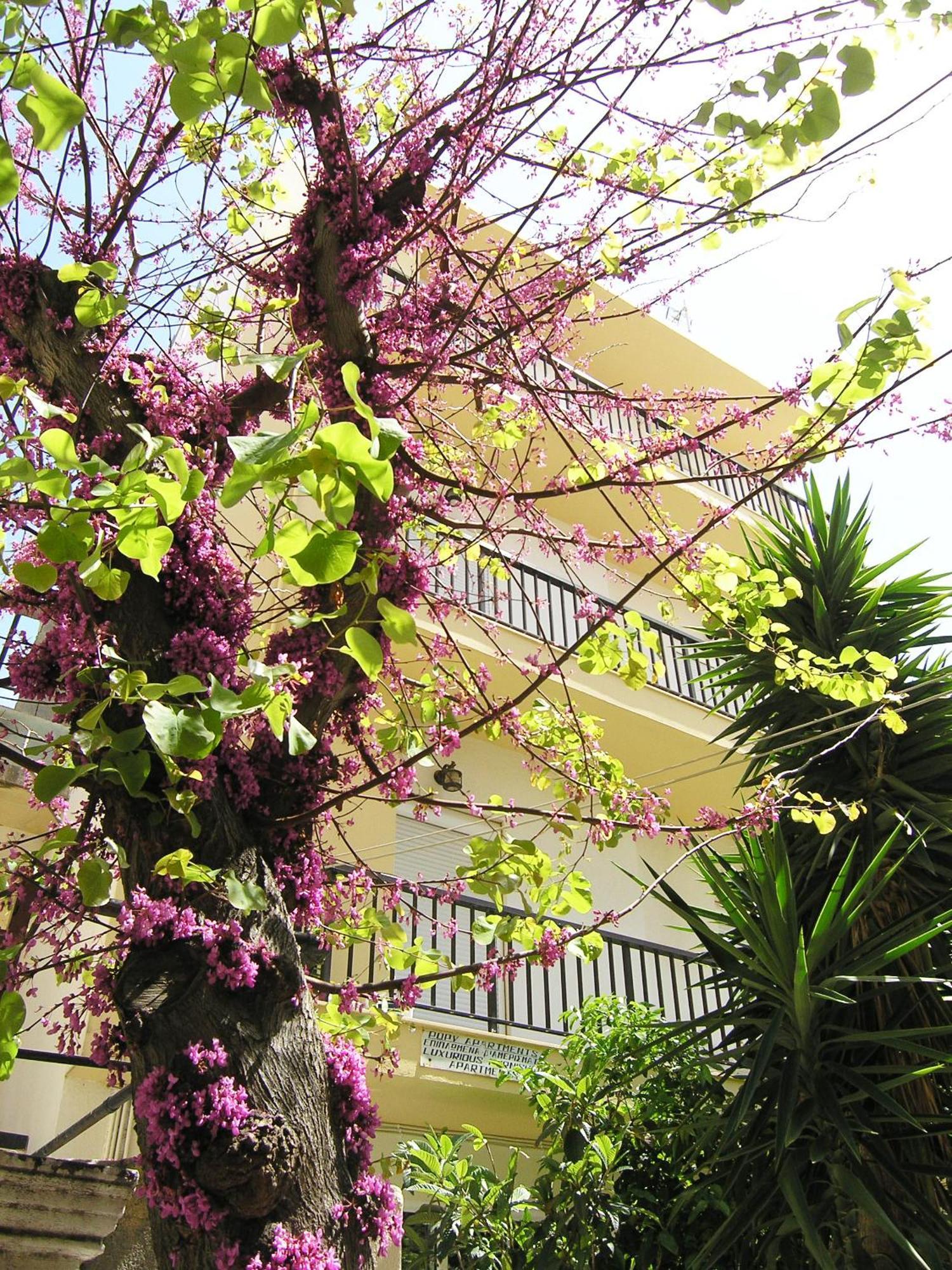 Popy Apartments Ierápetra Dış mekan fotoğraf